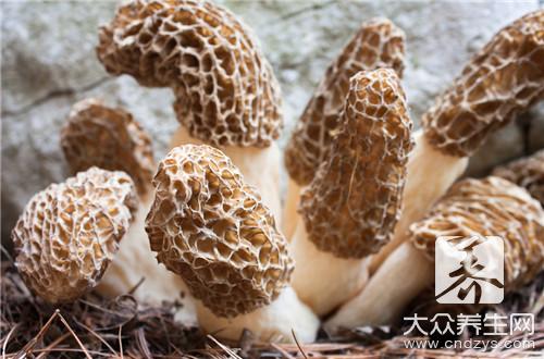 靈芝菌絲粉的功效與作用 靈芝菌絲粉的功效與作用